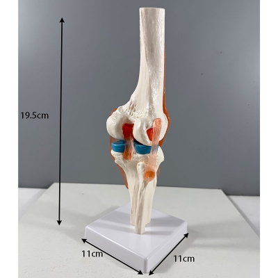 Анатомическая модель коленного сустава человека Corpo Knee-1