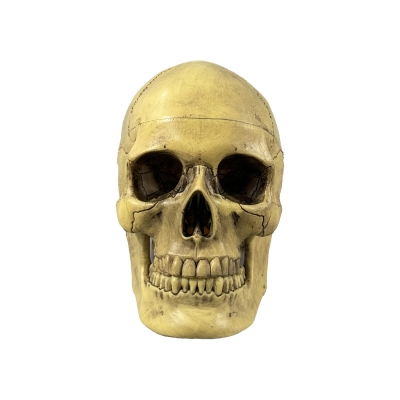 Разборная анатомическая модель черепа человека Corpo de Cranium-1