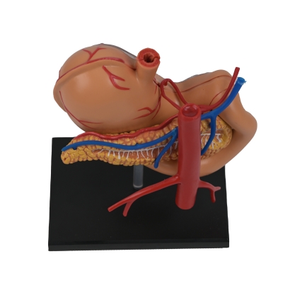 Разборная анатомическая модель желудка человека Corpo Gaster-2