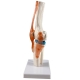 Анатомическая модель коленного сустава человека Corpo Knee
