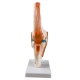 Анатомическая модель коленного сустава человека Corpo Knee