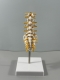 Анатомическая модель пояснично-крестцового отдела позвоночника Corpo de Spine